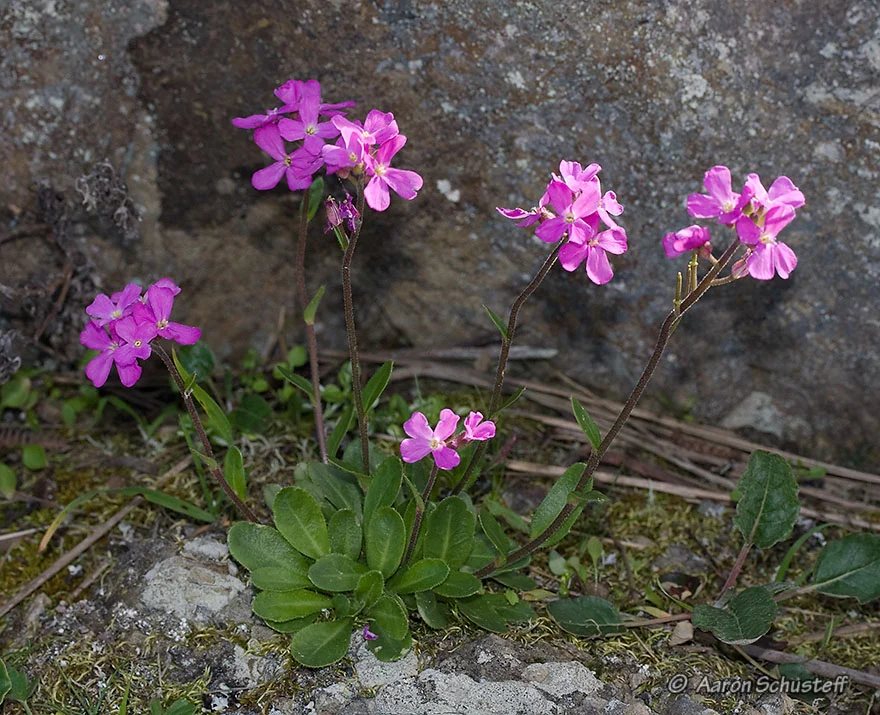 COAST ROCK CRESS