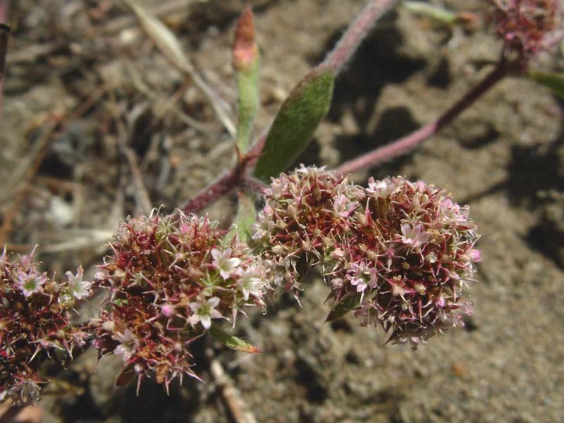 SAN FRANCISCO SPINEFLOWER