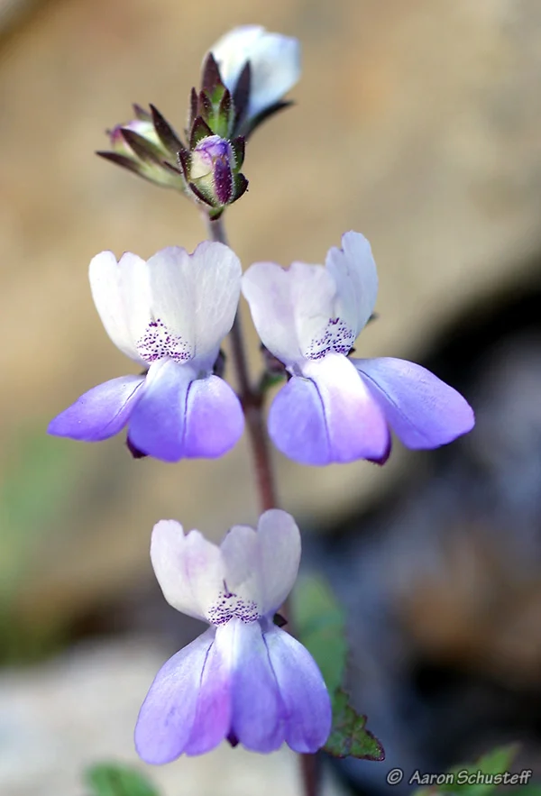 SAN FRANCISCO COLLINSIA