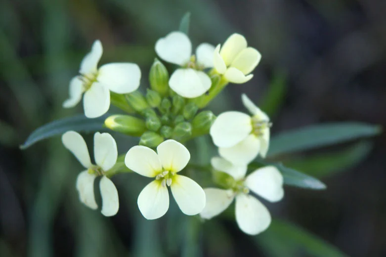 SAN FRANCISCO WALLFLOWER