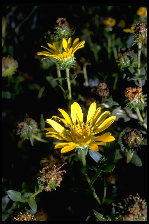 SAN FRANCISCO GUM PLANT