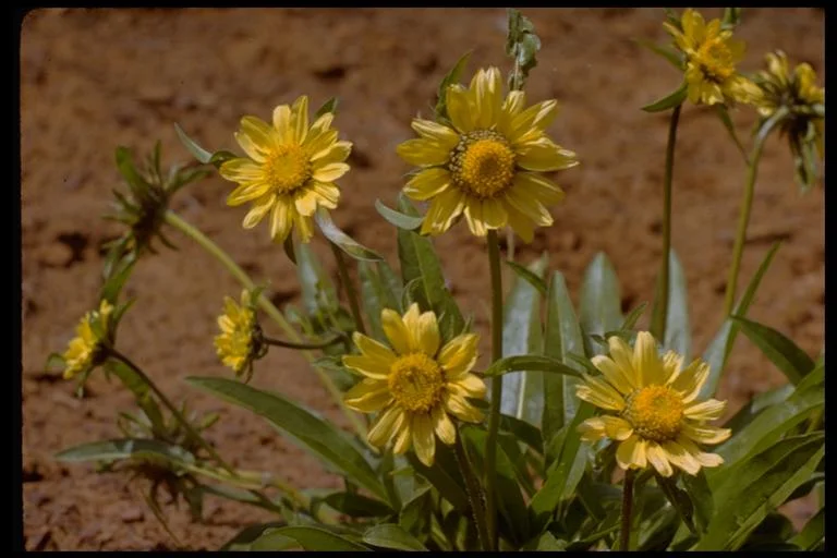 DIABLO HELIANTHELLA