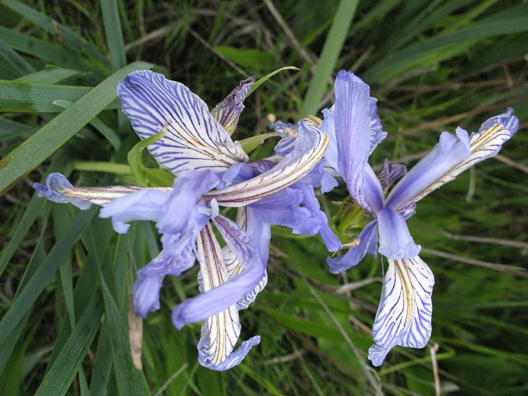CENTRAL COAST IRIS