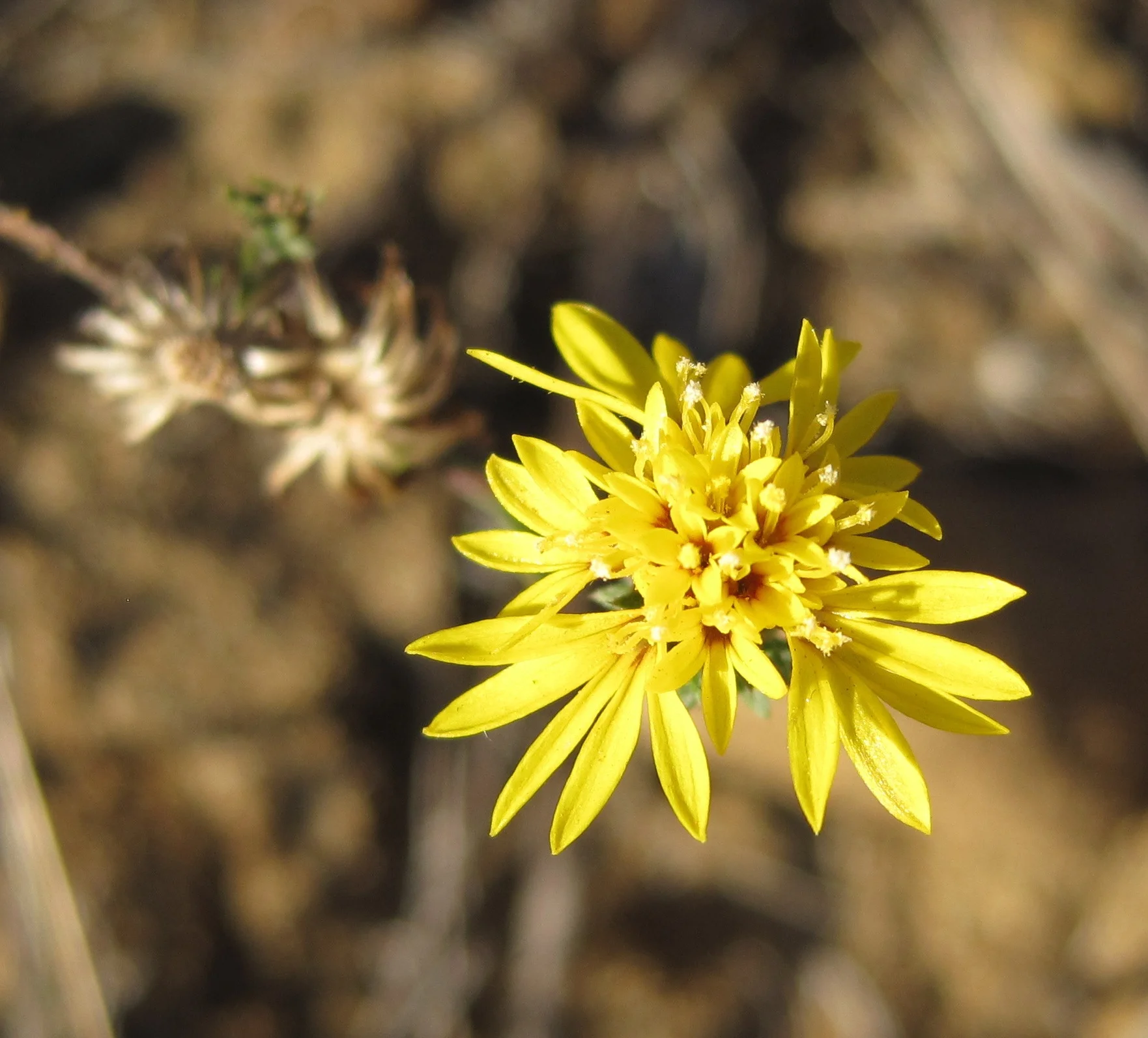 CALIFORNIA LESSINGIA
