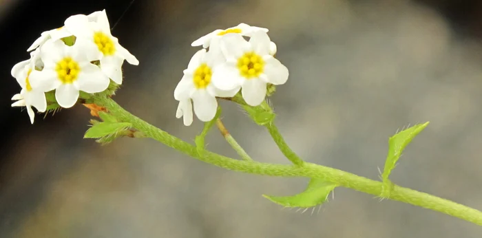CHORIS' POPCORNFLOWER