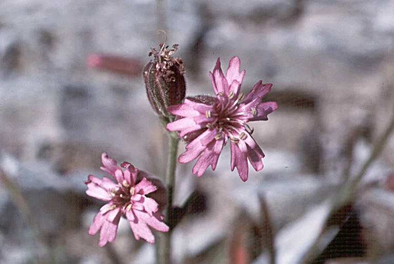 SAN FRANCISCO CAMPION