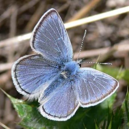 Mission Blue butterfly
