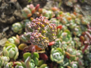Stonecrop with maturing flower stalk