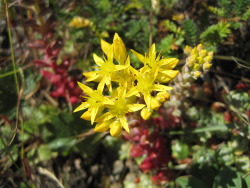 Stonecrop flowers are food!
