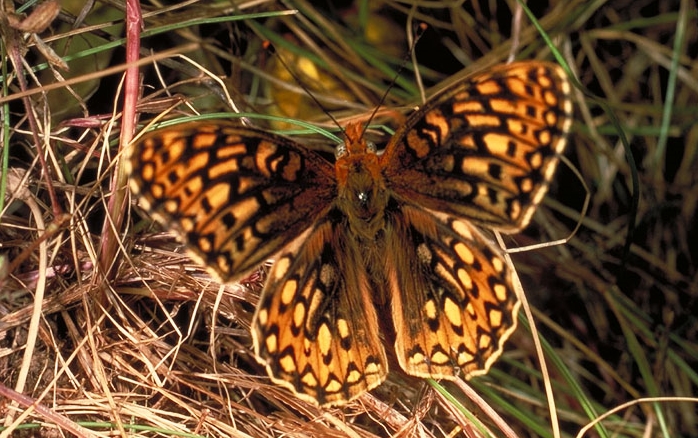  San Bruno Mountain   Endangered Butterflies  