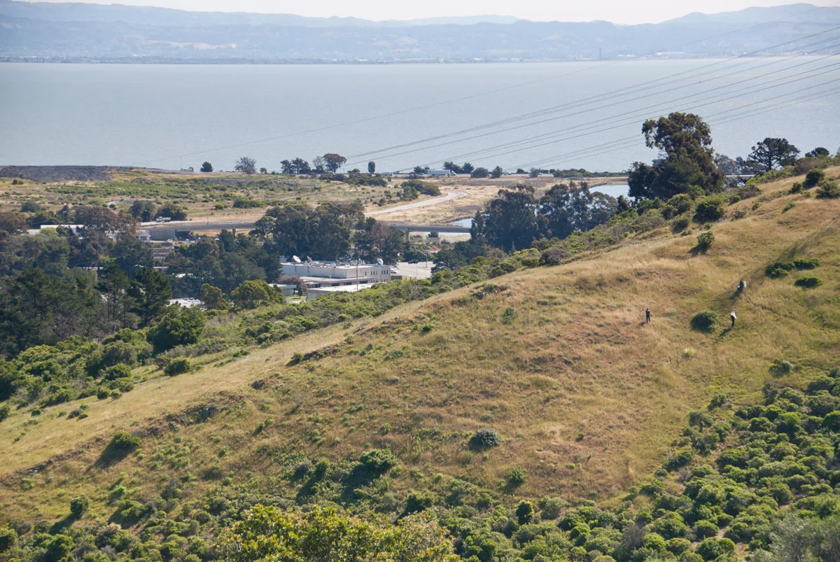 BAY NATURE: Driving Home the Butterfly