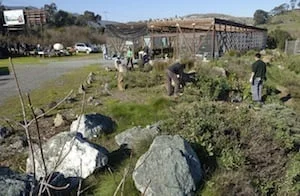 SJ MERCURY NEWS: San Bruno Mountain: Haven for endangered species hides in plain sight