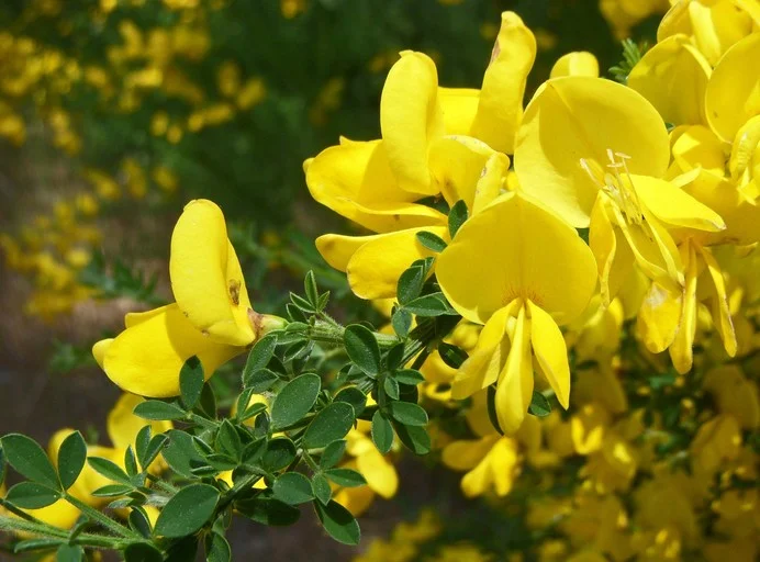SCOTCH BROOM