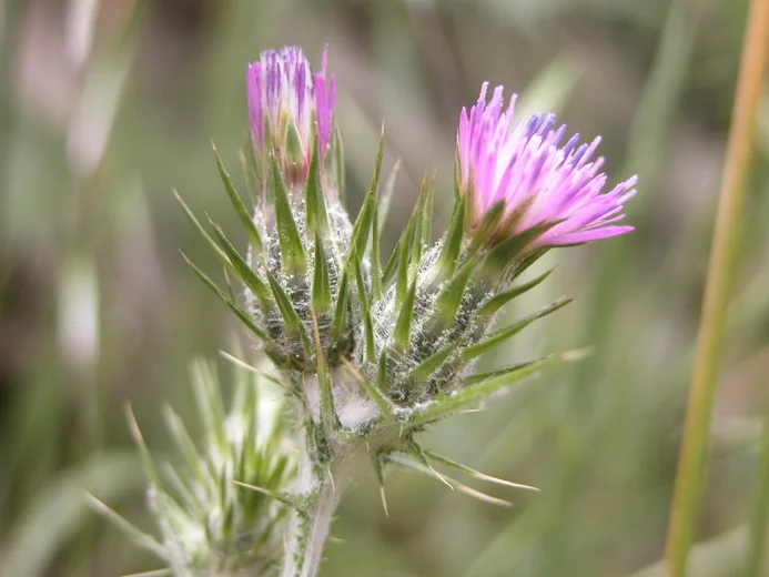 ITALIAN THISTLE