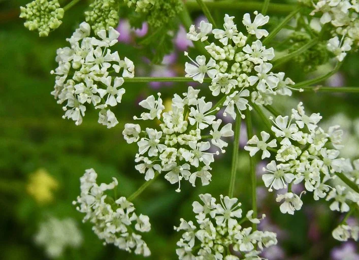 POISON HEMLOCK
