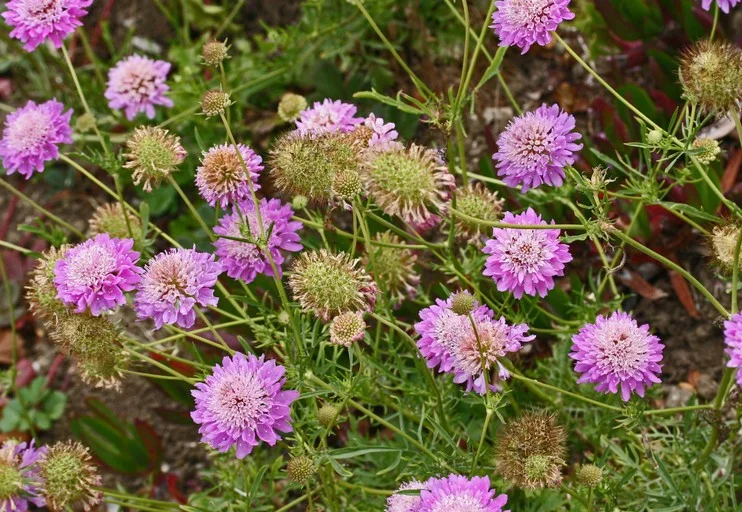 SCABIOSA