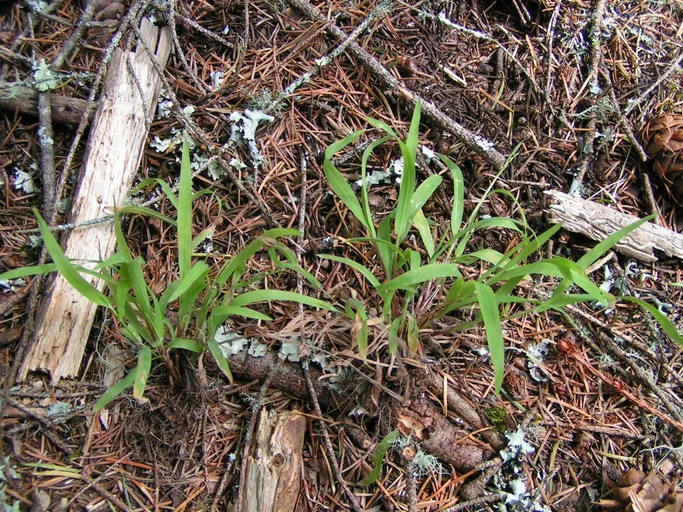 ERECT VELDTGRASS