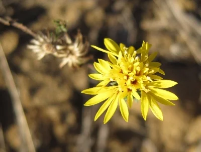 San Francisco Lessingia ( Lessingia germanorum)