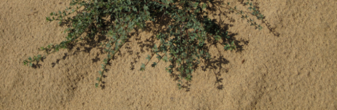 iron-stained sands of the Colma Formation with cascading deerweed ( Lotus scoparius )