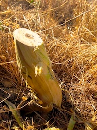 French Broom peeled stump