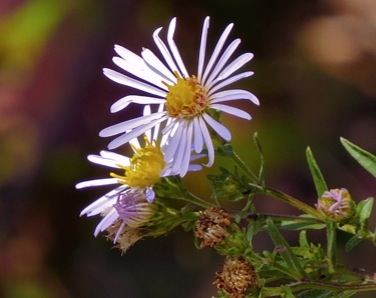 Pacific Aster