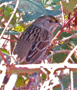 Golden-Crowned Sparrow