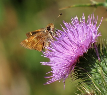 Umber Skipper on Bull Thistle