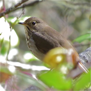 Hermit Thrush - Winter visitor