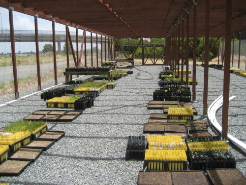 Mission Blue Nursery, June 2010