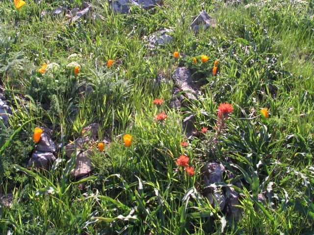 Paintbrush & Poppies