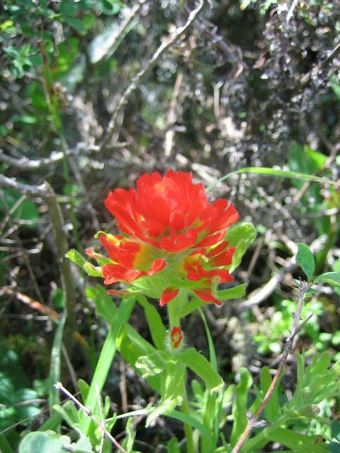 Indian Paint Brush