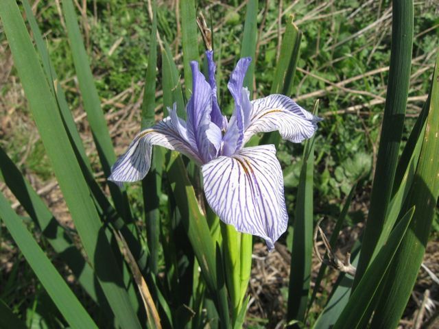 Douglas Iris