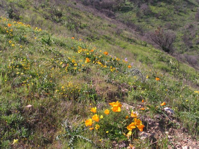 California Poppies