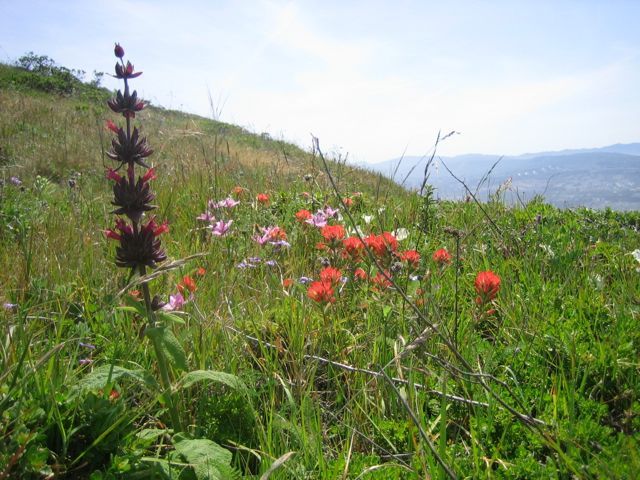 Hummingbird sage with wildflowers