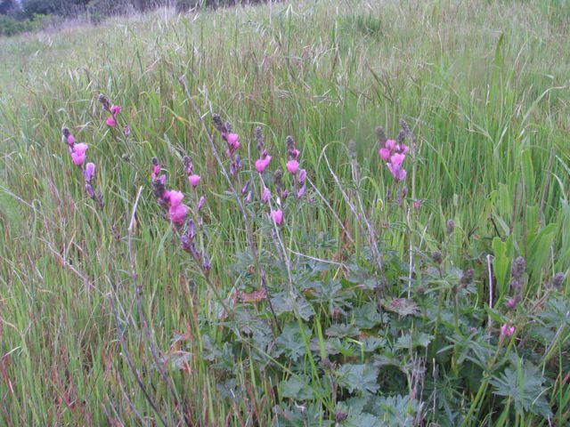 checkerbloom