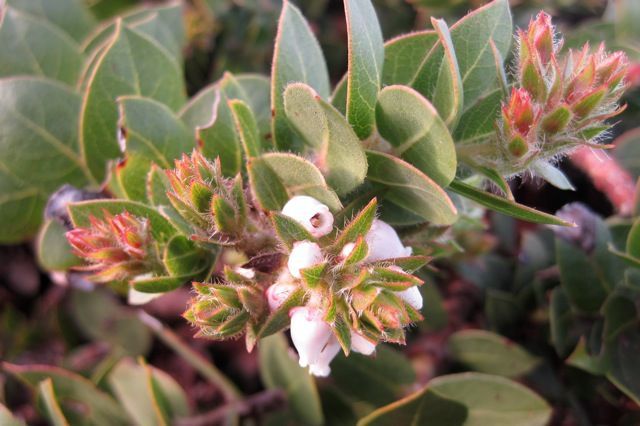 San Bruno Mountain Manzanita