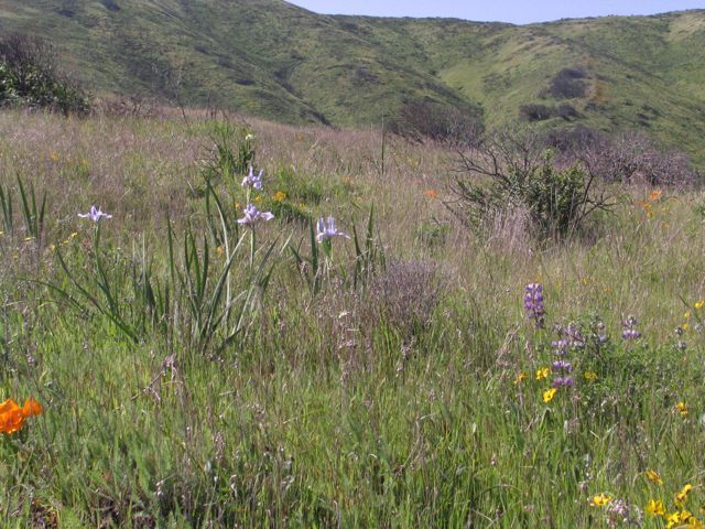 CA poppies