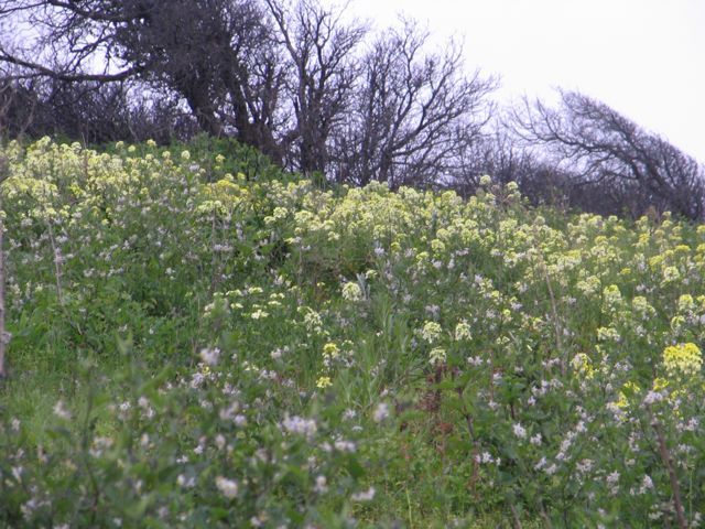 San Francisco Wall Flower