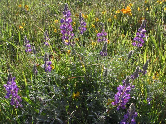 silver lupine & golden violet