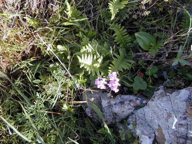 Coast Rock Cress