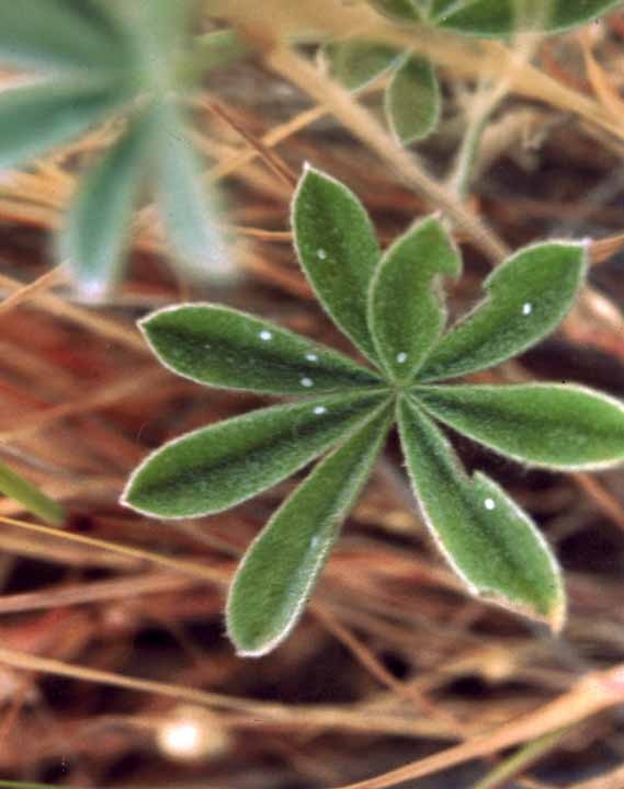 Lupine with Mission blue Eggs