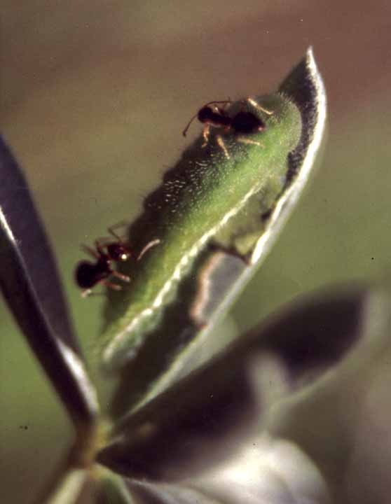 ants and caterpillar023.jpg