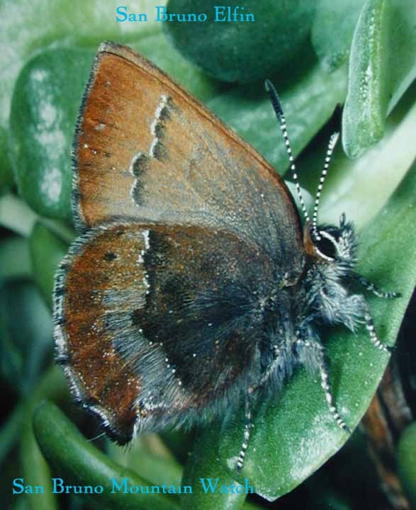 San Bruno Elfin Butterfly