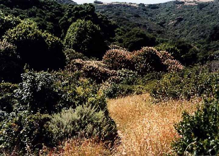 Buckeye Canyon