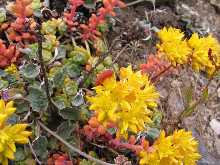 Sedum with Elfin Caterpillar