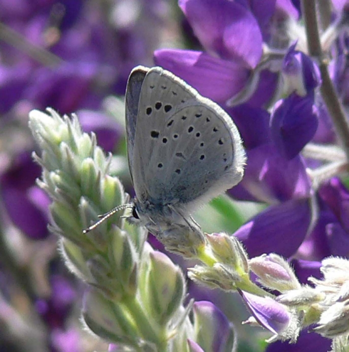  San Bruno Mountain   Endangered Butterflies  