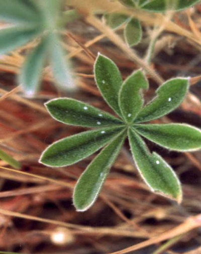 Mission Blue eggs on lupine leaves