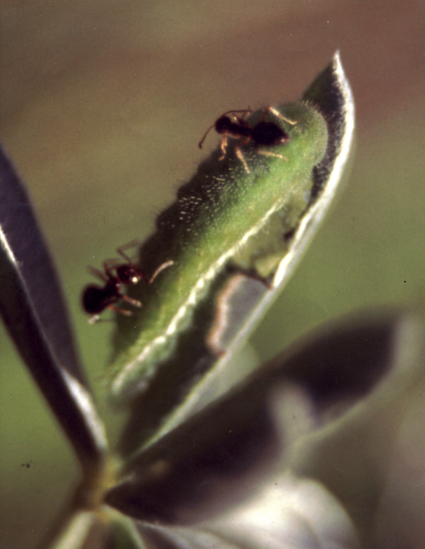 Native ants on Mission Blue caterpillar