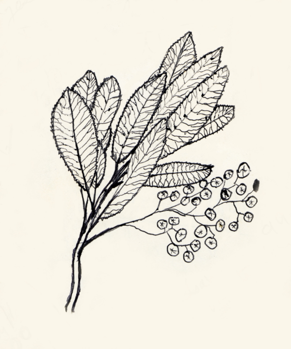 Toyon