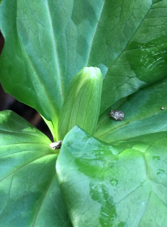 emerging trillium bloom